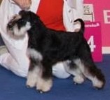 61-   " CACIB Ljubljana II". CRUFTS 2014 Qualification (. , )